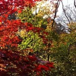 エルミタージュ ドゥ タムラ - 紅葉