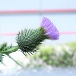 ラーメン二郎 - 店舗前のアザミ