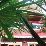 阿里山cafe - 上を見上げると・・・