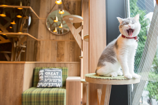 猫カフェmocha 秋葉原店 Cat Cafe Mocha 末広町 その他 食べログ 猫カフェmocha 秋葉原店 Cat Cafe Mocha 末広町 その他 食べログ
