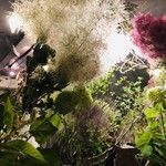 エル・バウ・デコラシオン - 圧巻の風景！旬のスモークツリーがほわんほわん！！