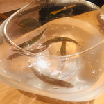 沼田 - 見せ稚鮎