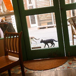 カフェ ラフカディオ - たまに外を猫が歩いている