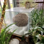 根ッ子うどん - 近寄りがたい物体。