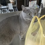 パーラー江古田 - パンにご執心の伝次郎「僕はフランスの猫だからパンに目が無いんだ」