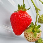 Karuizawa Garden Farm Ichigo En - 【夏秋いちご】とても甘い「軽井沢サマークイーン」のいちご狩りは当園だけです！