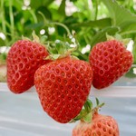 Karuizawa Garden Farm Ichigo En - 【夏秋いちご】とても甘い「軽井沢サマークイーン」のいちご狩りは当園だけです！