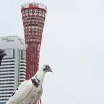 サ・マーシュ - ポートタワー。