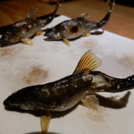 御料理 光安 - 安曇川の若鮎の炭火焼き