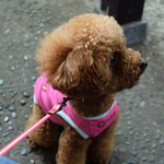 そば処 湧水 - お久しぶりだワン！