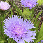 停車場ガーデン - 