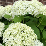 停車場ガーデン - 