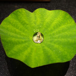 セララバアド - 朝露