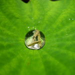 セララバアド - 朝露