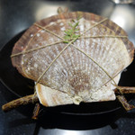 セララバアド - 海　森　循環