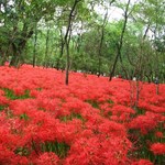 阿里山cafe - 巾着田の曼珠沙華