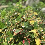 山のカフェ ひととき - 