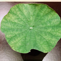 炭火割烹 白坂 - 