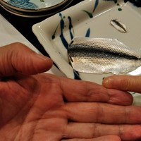 すし処 初音 - 人指ゆび第一関節と同じ位の新子
