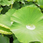 403ノットファウンド - 薬師池公園のPは平日無料。休日は１時間までは無料。食後の散策にどうぞ。