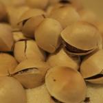 酒菜坊 橋蔵 - 銀杏　ズームアップ