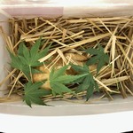 傳 - 凌ぎ：傳タッキー 茶豆