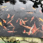 カフェアンドショップ ロータスランド - 2019/07/02
      錦鯉が綺麗