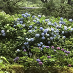 Chiriejo - 座席からの風景。お庭の紫陽花が綺麗( ◠‿◠ )