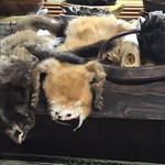 かたつむり - 毛皮