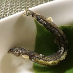 かたつむり - アジメドジョウ