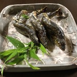 かたつむり - 和良鮎