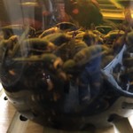 かたつむり - スズメバチ酒