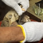 かたつむり - ツキノワグマの頭