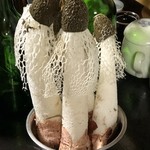 かたつむり - きぬがさたけ