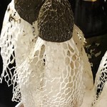 かたつむり - きぬがさたけ