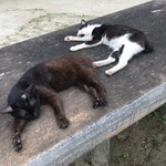 そば処 竹の子 - 