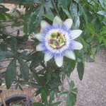 うを徳 - 時計草