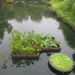 うを徳 - 向島百花園