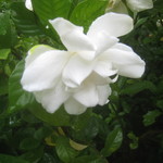 うを徳 - くちなし