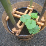 うを徳 - 木桶に植わっていた夕顔