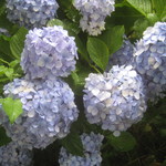 うを徳 - 紫陽花