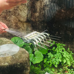 柚木元 - 鮎串打ち完了