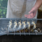 柚木元 - 2019.7 天然鮎の塩焼き