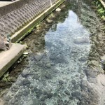 Iroha - 裏の水路／水前寺の湧水？水が綺麗！