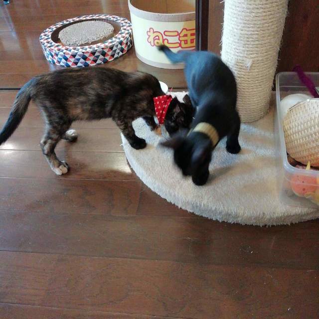 箕面の佇む隠れ家的な保護猫カフェ By トピレポ れぽこ カーラ キャット カフェ Cara Cat Cafe 箕面 その他 食べログ 箕面の佇む隠れ家的な保護猫カフェ By トピレポ れぽこ カーラ キャット カフェ Cara Cat Cafe 箕面 その他 食べログ
