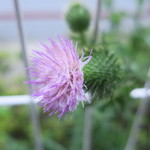 ラーメン二郎 - 店前にまだ咲いていたアザミ