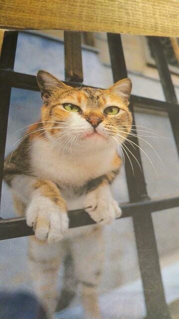 今はかき氷屋さんu2026そのうち猫カフェも始めるฅ(๑u2022̀ㅁu2022́ ฅ)ﾆｬｰ✩.*˚』by 