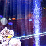 アクアリウムダイニング 池袋 ラグーン