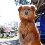 千寿庵 - 看板犬　チョコちゃん