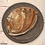 日本料理 TOBIUME - 鮑の貝合せの器